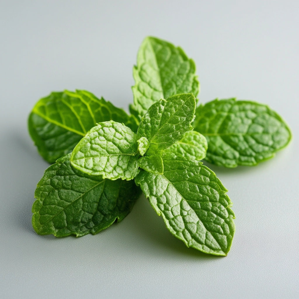 Extra Resistente: Spearmint sin azúcar, 60 Piezas (162 g) - Chicle duro | Rigidez Shore específica para el crecimiento de la mandíbula